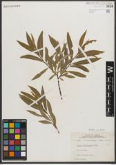 Foto von Salix petiolaris Sm.